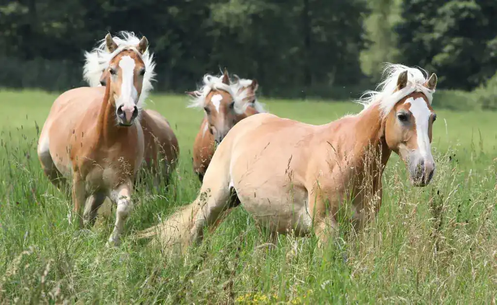 Reiturlaub-Urlaub-mit-dem-eigenen-Pferd-in-der-Lueneburger-Heide-Ferienhof-Reiterhof-Luenzen-Schneverdingen